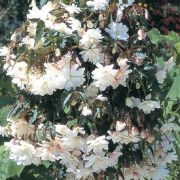 Begonia tuberhybrida Illumination White
